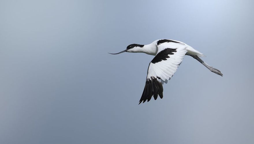 Kluut / Dennis Meijer, Fotogalerij