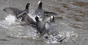 Vechtende meerkoeten / Corrie Rijkelijkhuizen, Fotogalerij