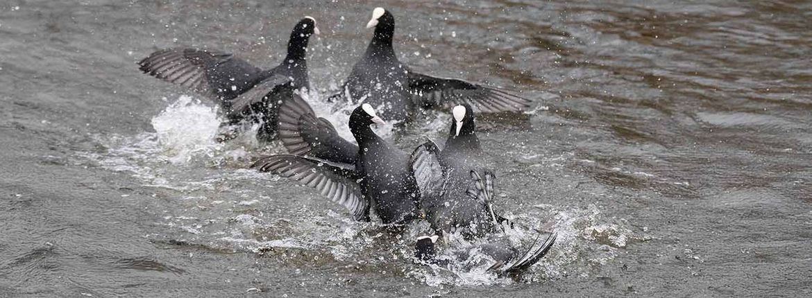 Vechtende meerkoeten / Corrie Rijkelijkhuizen, Fotogalerij