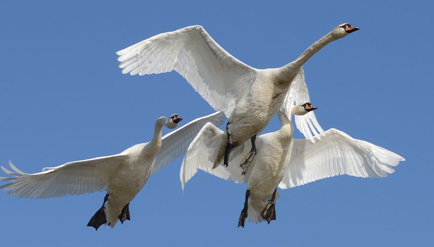 Knobbelzwaan / Eric de Man, Fotogalerij