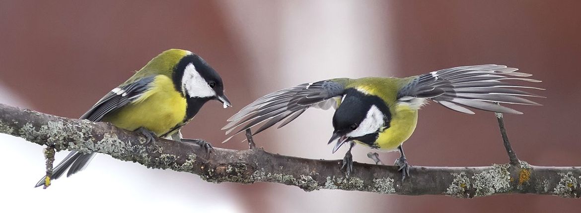 Koolmees gevecht / Shutterstock