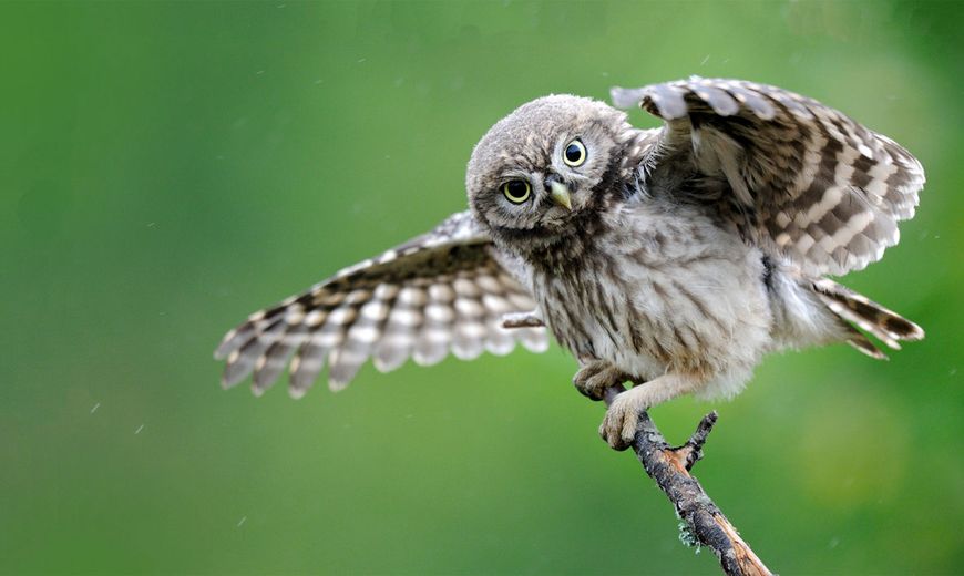 Steenuil / Nature in Stock - Eric Medard