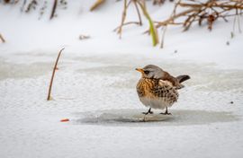 overleven in de winter