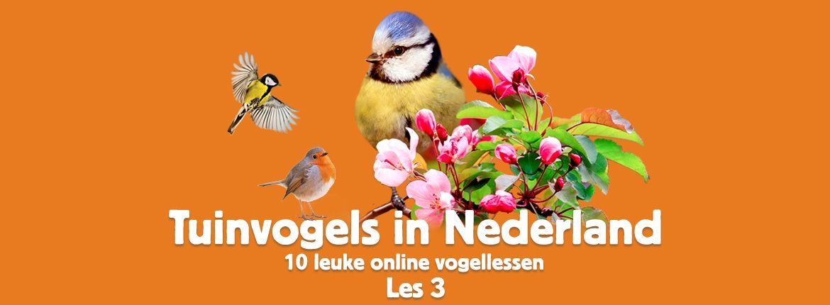 Header Tuinvogels in Nederland