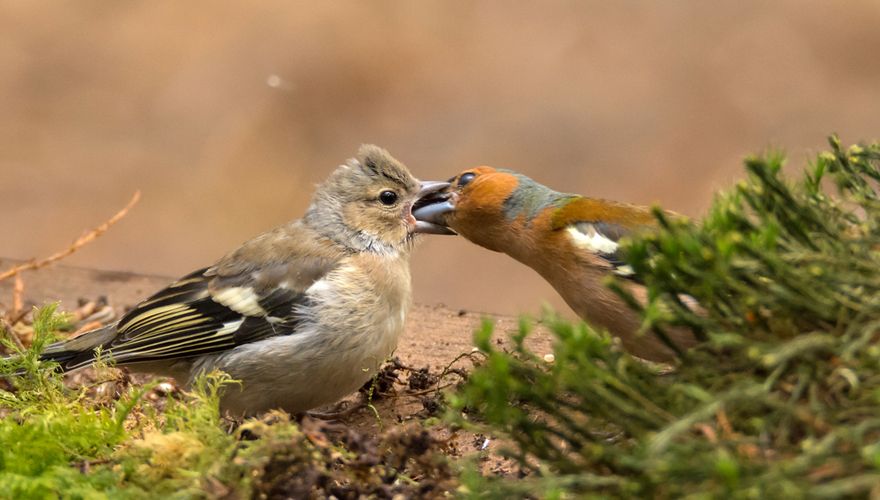 Vink / Hans Peeters