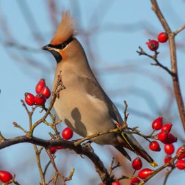 Pestvogel in bessenstruik