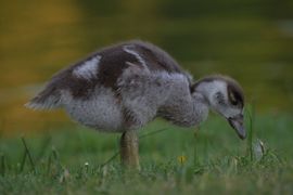 Pluizige ontdekker