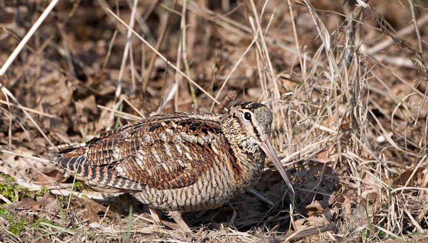 Houtsnip / Birdphoto