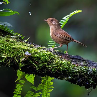 Buff-breasted Babbler / Marc Guyt AGAMI