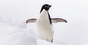 Adeliepinguin / Shutterstock