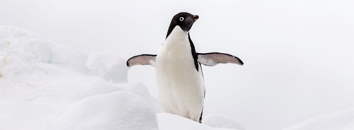 Adeliepinguin / Shutterstock