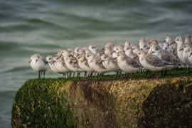 Zuidpier Ijmuiden, drieteenstrandlopers okt 2019