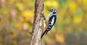 Middelste bonte specht / Birdphoto