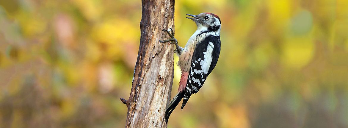 Middelste bonte specht / Birdphoto