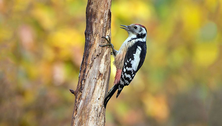 Middelste bonte specht / Birdphoto