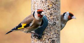 Putter / Shutterstock