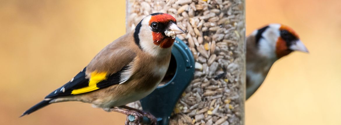 Putter / Shutterstock