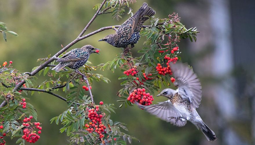 Spreeuwen en kramsvogel / Shutterstock