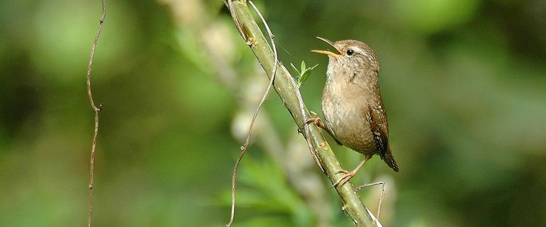 Wie zit waar: bosvogels in het najaar