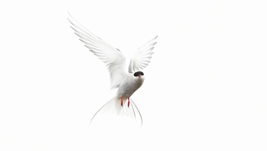 Foto: Hans Peeters