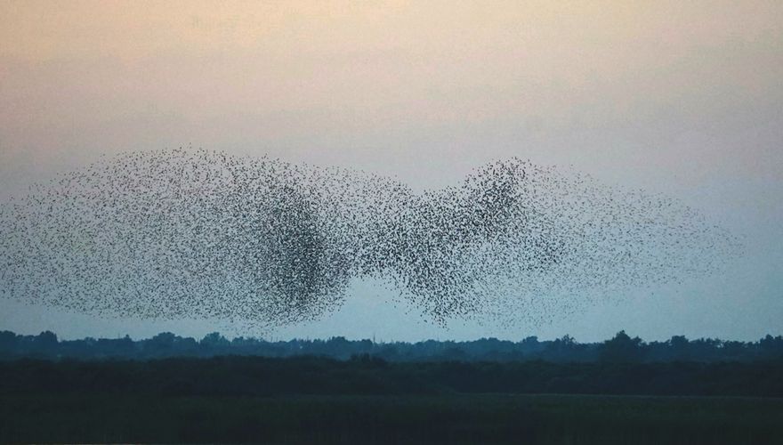 Spreeuwenzwerm / Philip Egmond van Waesberge - Fotogalerij