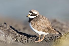 Flaneren op de boulevard 