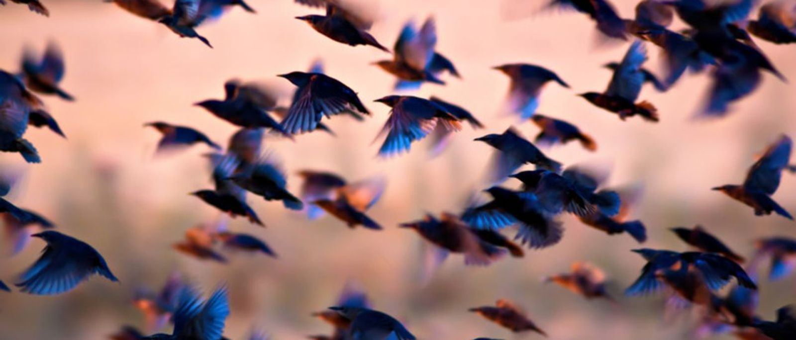 Spreeuwen / Shutterstock