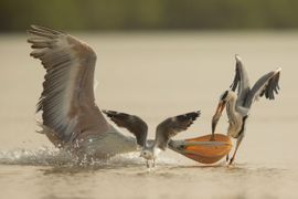 Kleine Pelikaan versus Blauwe reiger.