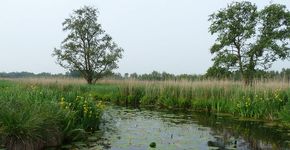 Nieuwkoop / Paul van Hoek