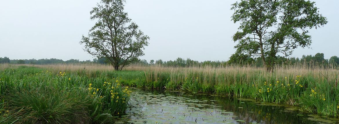 Nieuwkoop / Paul van Hoek