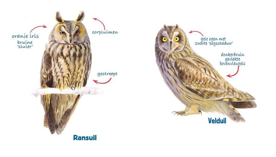 Ransuil vs. Velduil