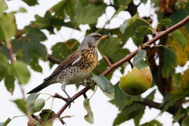 Kramsvogel in perenboom