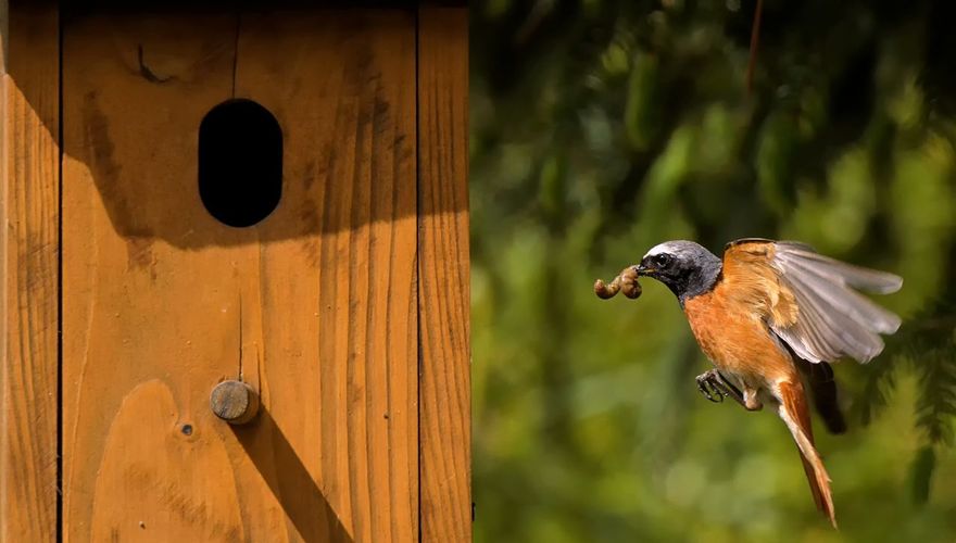Gekraagde roodstaart / Shutterstock