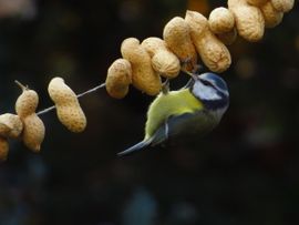 Pindaketting voor de vogels