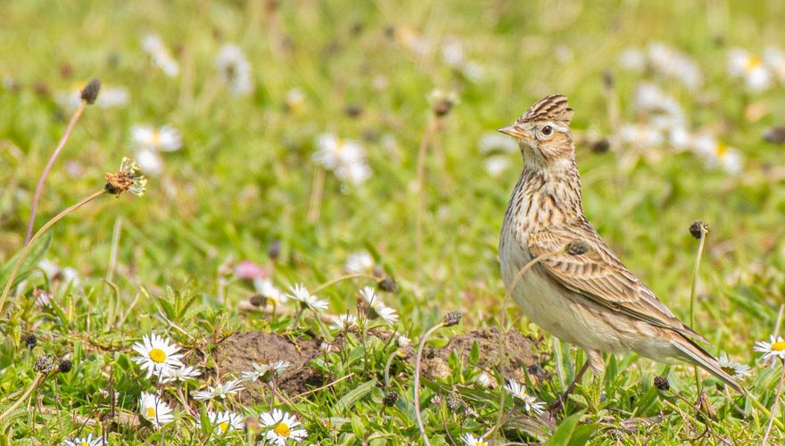 Veldleeuwerik / Peter van de Beek Fotogalerij Vogelbescherming