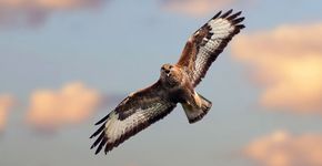 Buizerd / Shutterstock