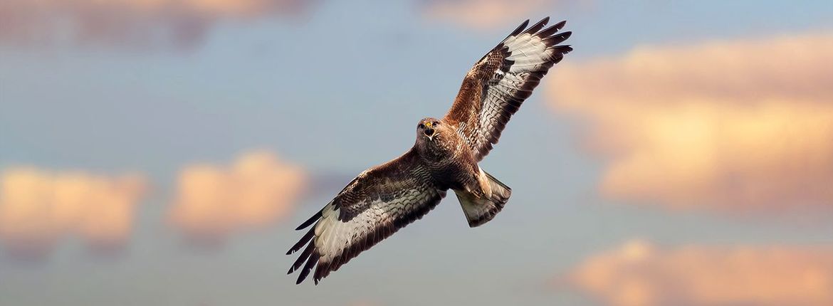 Buizerd / Shutterstock