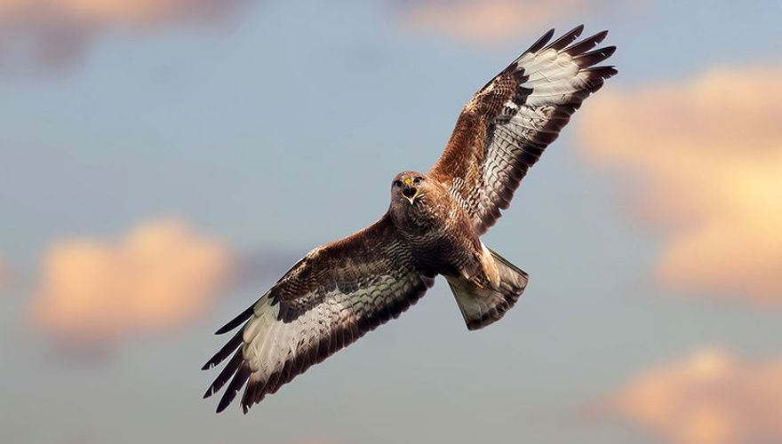 Buizerd / Shutterstock