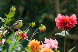 Koolmeesje houdt ook van bloemen