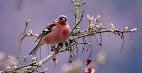 Vink / Pixabay