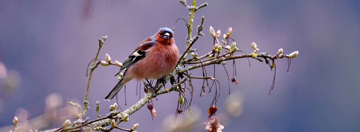 Vink / Pixabay