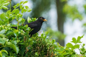 merel/ shutterstock