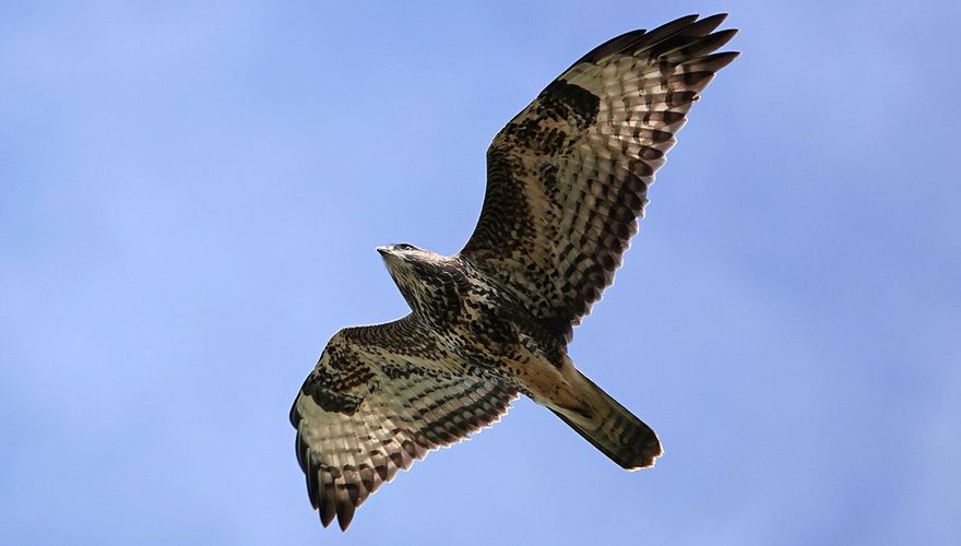 Buizerd / Ruud van Beusekom