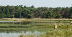 Strabrechtse Heide / Marc Guyt, AGAMI