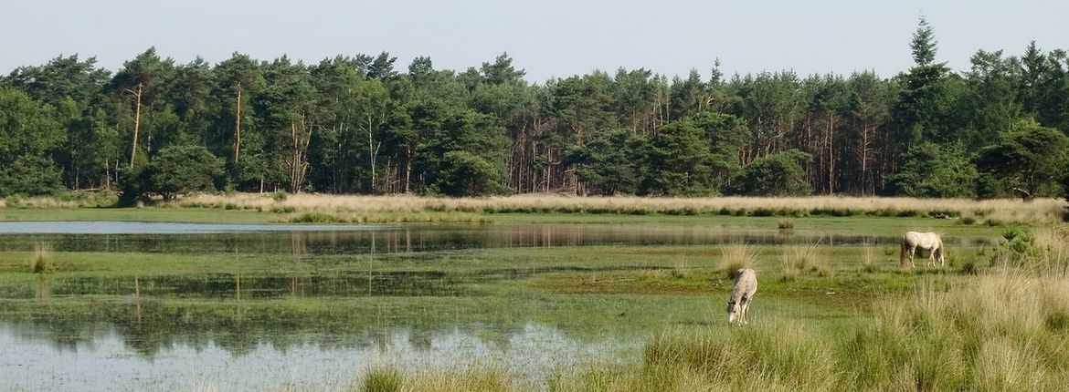 Strabrechtse Heide / Marc Guyt, AGAMI