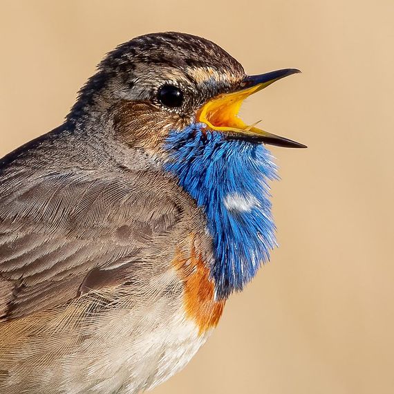 Blauwborst / Bas Schuring