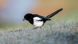 Schooiende Ekster op koude januari dag 