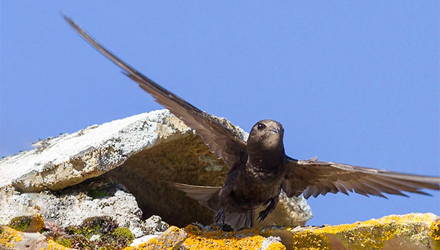 Gierzwaluw / Vogeldagboek - Adri de Groot