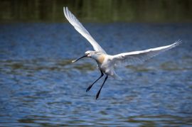 Lepelaar vlak voor de landing