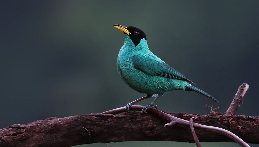 Groene suikervogel / Ruwan Aluvihare